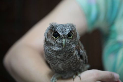 1387150472_1_owlet.jpg