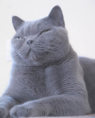 1388382293_russian_blue_cat_seated.jpg