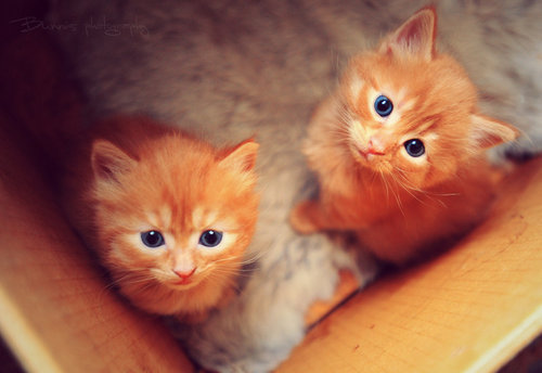 1389493755_2_ginger_kittens_in_box.jpg