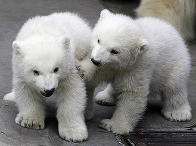 1392176961_2_baby_polar_bears_b.jpg