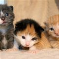 1392995356_3_cute_kittens50_s.jpg