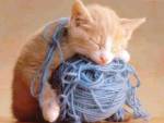 1393820439_kitten_and_yarn.jpg