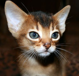 1393906303_abyssinian-kitten_1.jpg