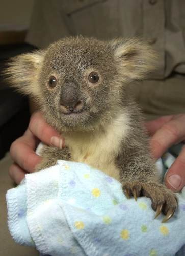 1393995586_baby_koala.jpg