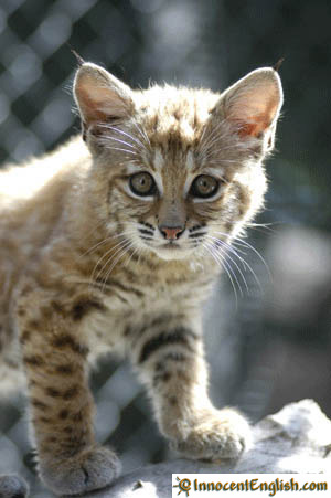 1394081730_cute-baby-bobcat-pic.jpg