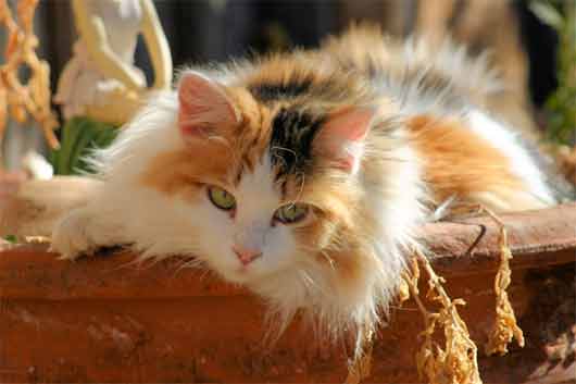 1395754078_calico-cat-3.jpg