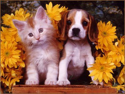 1397448247_dogs-and-cats6.jpg