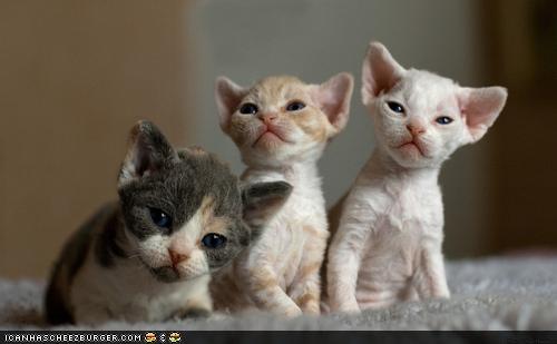 1397949757_three_young_kittens.jpg