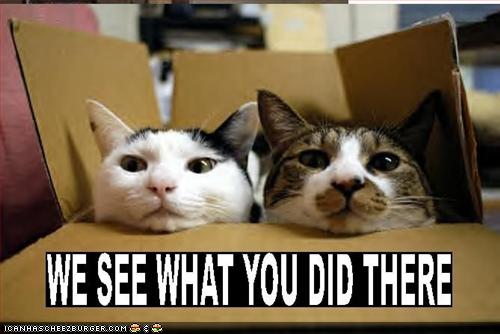 1406525469_funny-pictures-cats-see-what-you-did.jpg