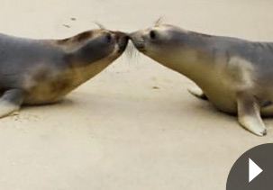 1409714435_kissing_seals.jpg