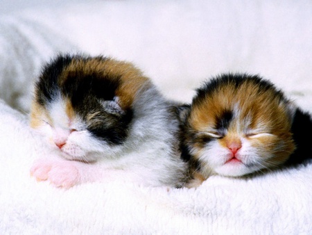 1409889752_calico_kittens_2.jpg