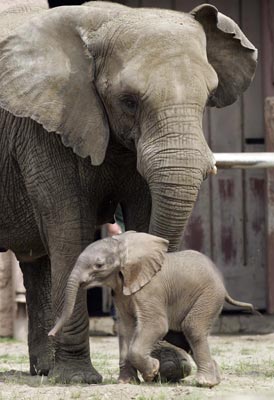 1410868769_3_day_old_baby_elephant.jpg