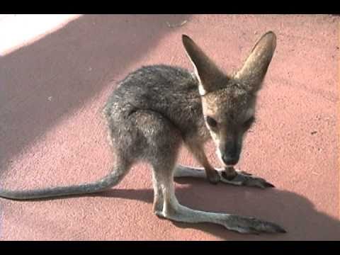 1411003330_1_baby_wallaby.jpg