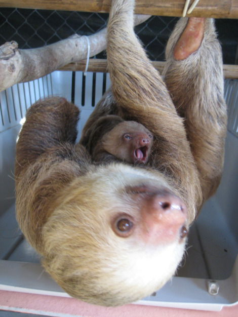 1412060150_2_sloths.png