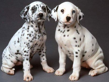 1413172300_dalmatians_1.jpg