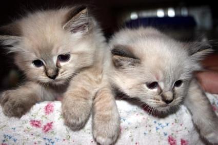 1414212084_2_ragdoll_kittens.jpg