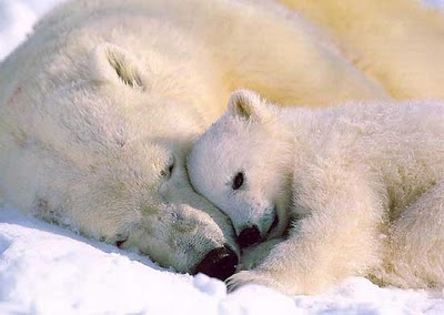 1414279767_polarbears_mom_baby.jpg