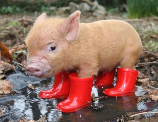 1414738989_cute-piglet-onn.jpg