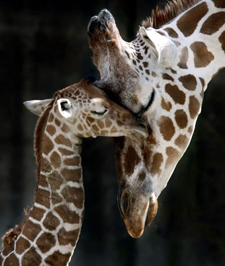 1416393924_babymommygiraffe.jpg