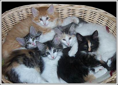 1426034821_5kittens.jpg