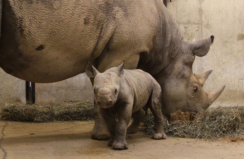 Baby-Rhino6.jpg