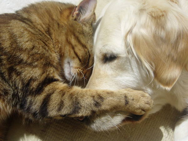 Cat-and-Dog-8.jpg