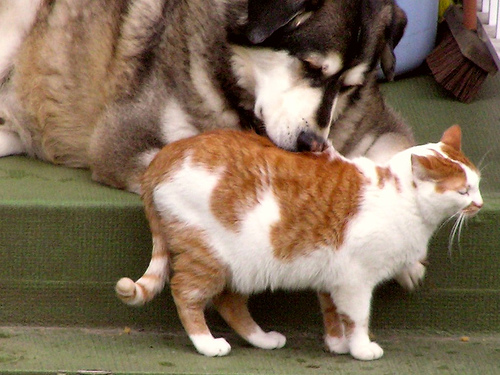 Cats-And-Dogs-4.jpg
