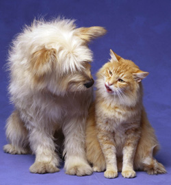 Cats-and-Dogs8.jpg