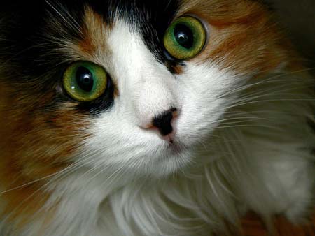 Cute-Cats2.jpg