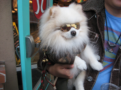 Dog-with-sunglasses.jpg