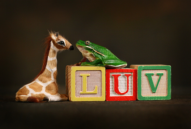 Frog-and-giraffe.jpg