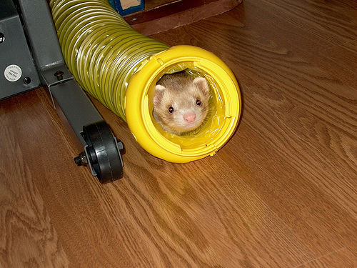 Gerbil-in-tube.jpg