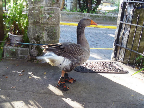 Goose-with-shoes.jpg