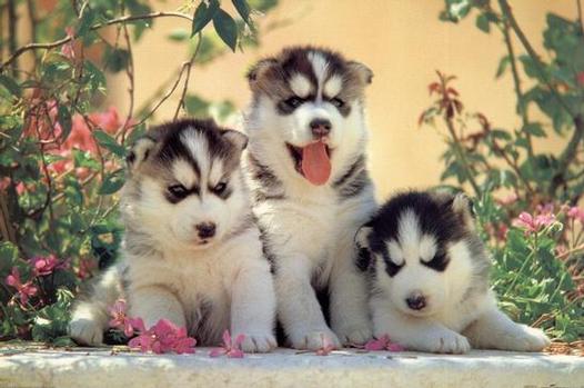 Husky-puppies2.jpg