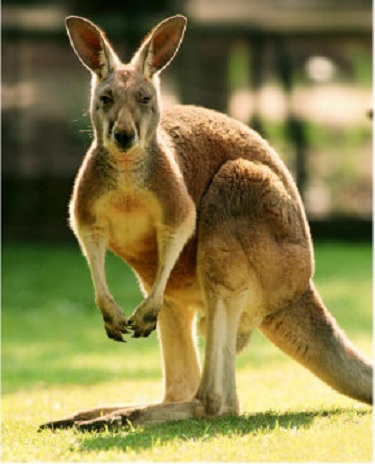 Kangaroo1.jpg