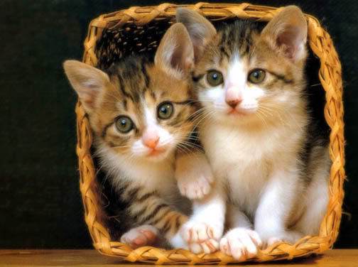 Kitten-66Basket.jpg