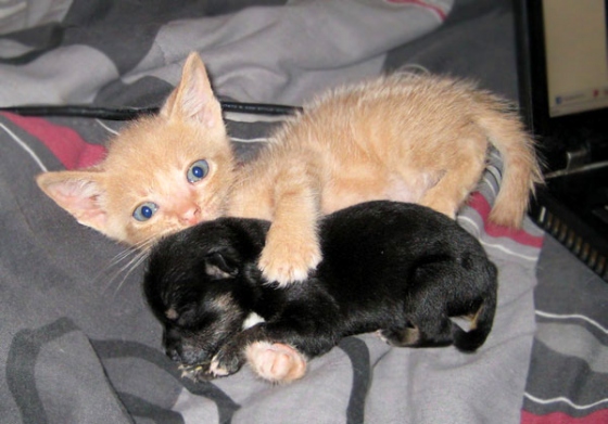 Kitten-and-chihuahua.jpg