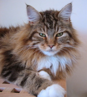 Maine-Coon-cat-magnus-handsome.jpg
