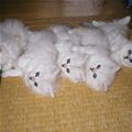 Pile_Of_White_Kittens_s.jpg