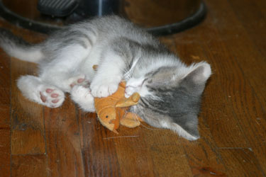 Playful_cats_1.jpg