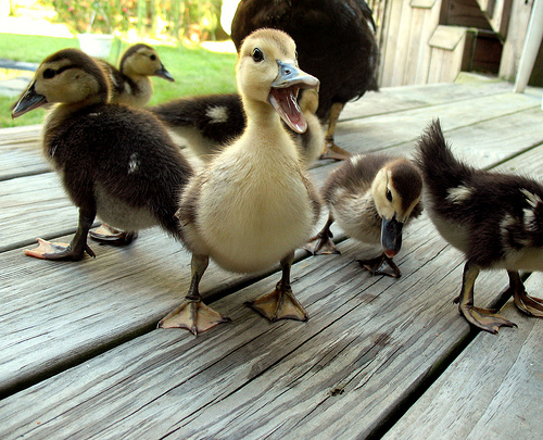 Quacking-ducks.jpg