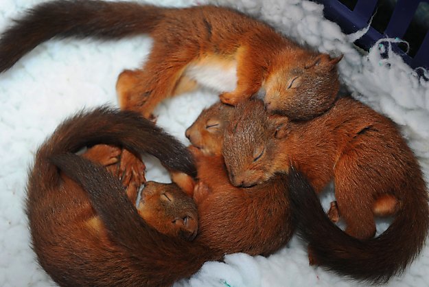 Red-Squirrel-Kittens.jpg