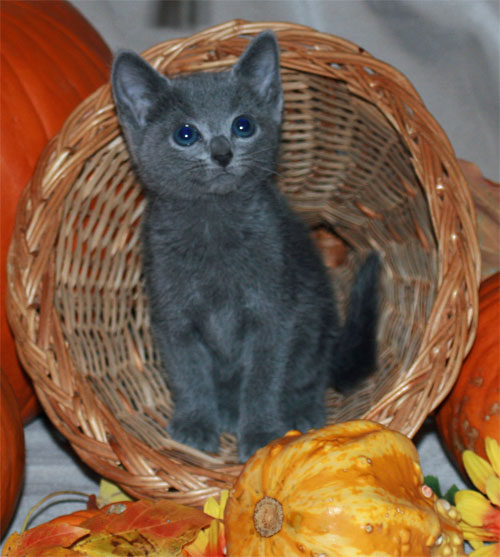 Russian-blue-cat.jpg