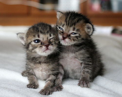 Tabby-Kittens.jpg
