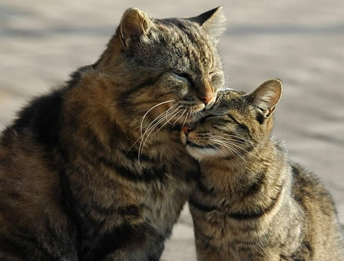 Tabby_pic_1.jpg