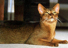 abyssinian-cat-osirus.jpg