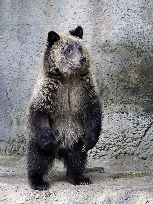ba-Grizzly_Bear__0504197634.jpg