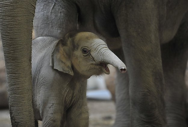 baby-elephant.jpg
