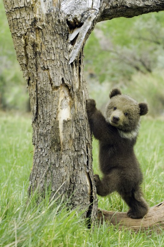baby-grizzly-bear1.jpg