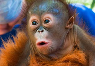 baby-monkey.jpg